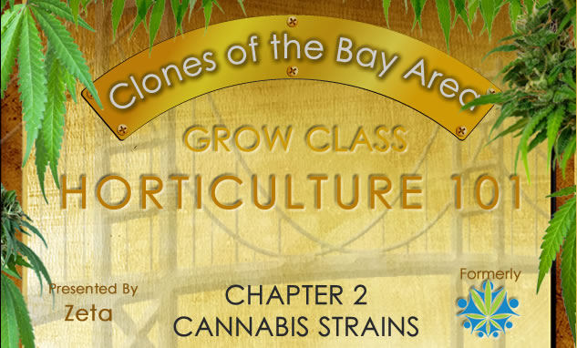 Chapter 2 – Cannabis Strains