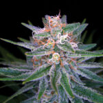 Yodas-Brain - indica