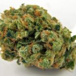 Yogi-Diesel - hybrid