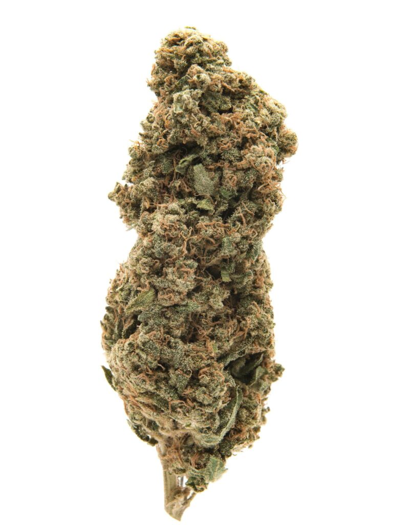 Afghan-Big-Bud - indica
