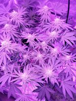 Willy-Wonka - sativa