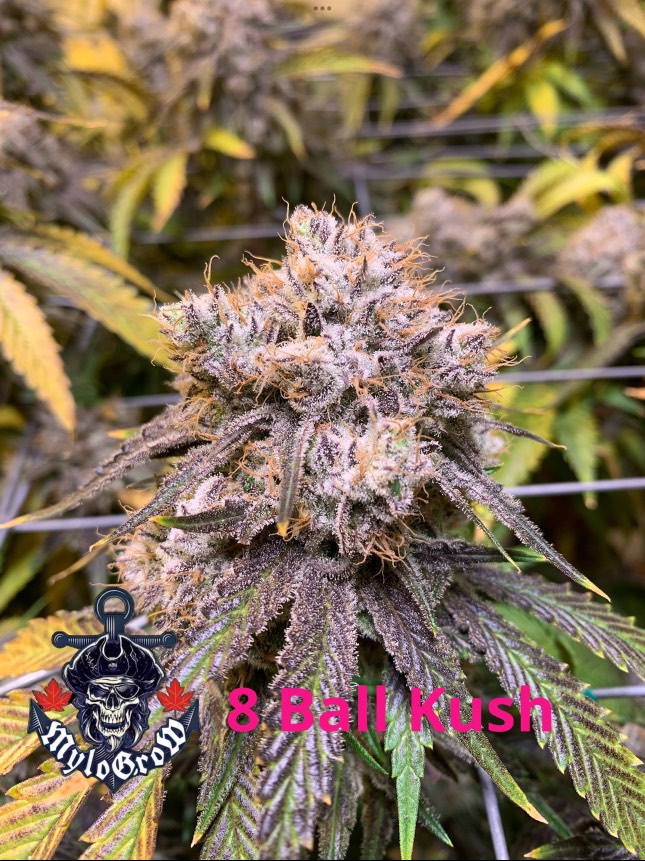 8-Ball-Kush - indica