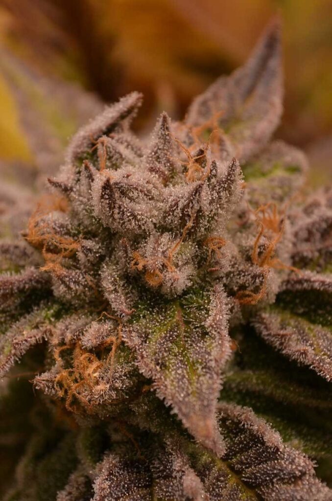 9-Pound-Hammer - indica