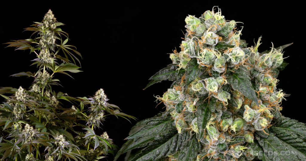 White-Slipper - hybrid