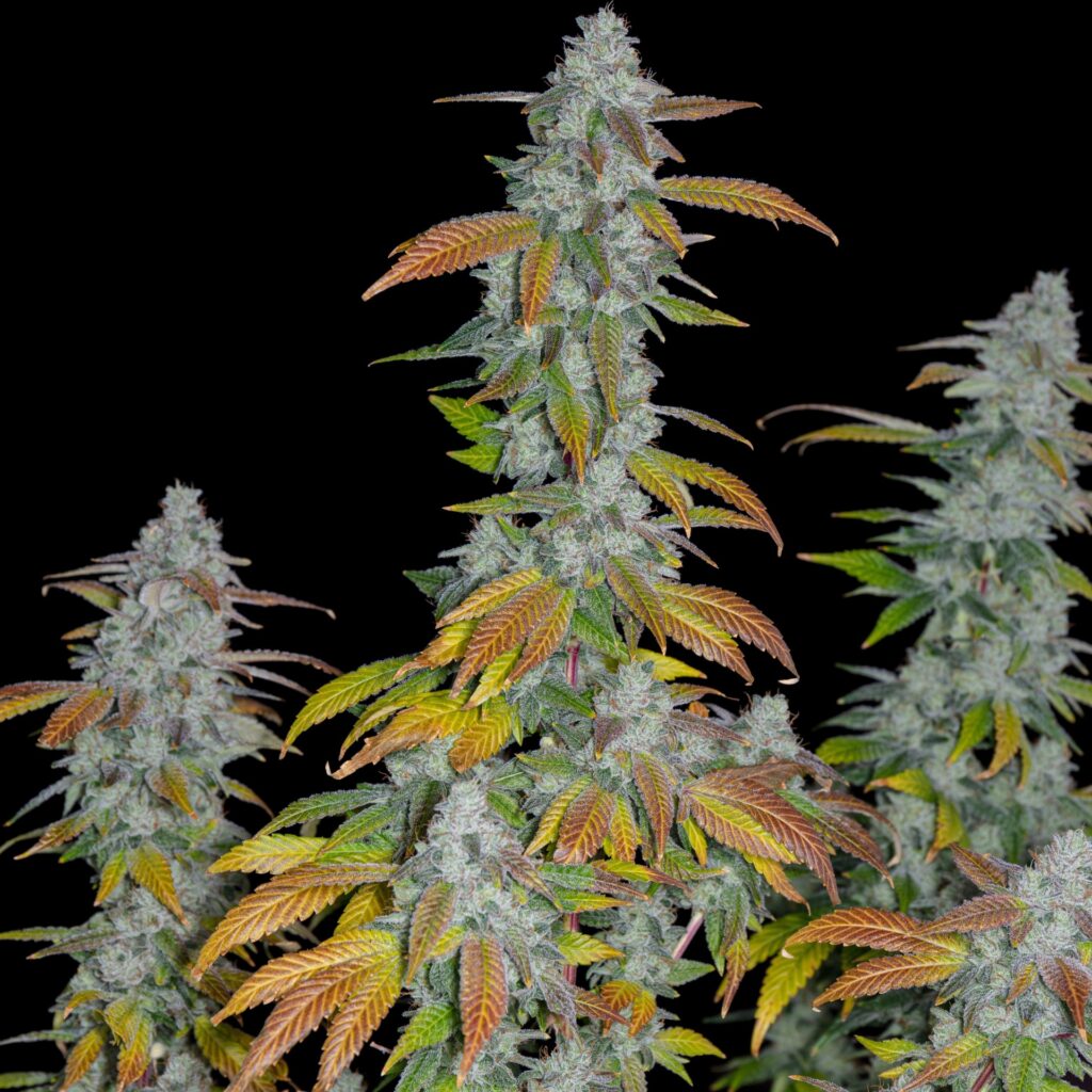 White-Romulan - hybrid