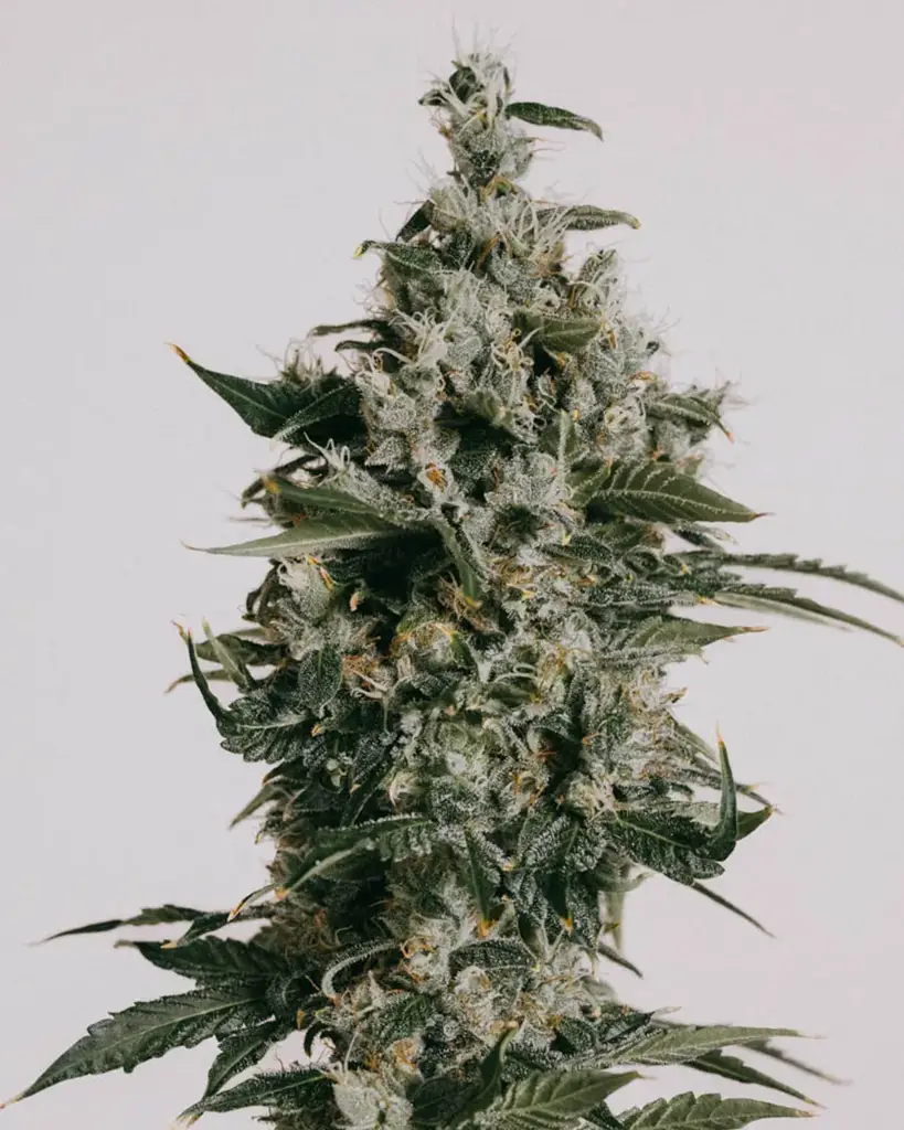 White-Skunk - hybrid