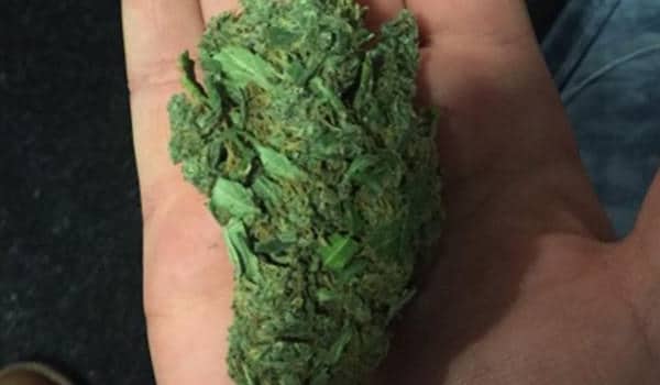 White-Smurf - hybrid