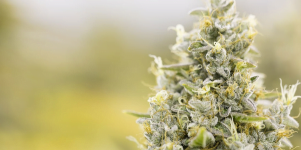 Wonder-Woman - hybrid