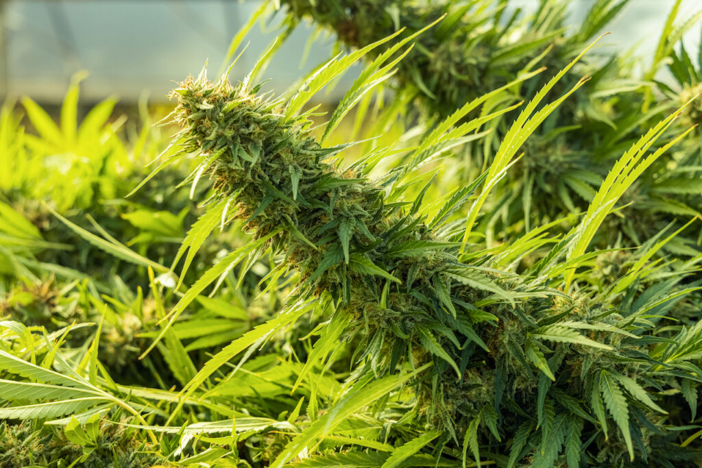 Blooming ripe Marijuana with Buds and green Leaves. Organic Cannabis Sativa Female Plants with CBD. Legal marihuana plantation provides high quality medicinal cannabis for healthcare and medicine uses