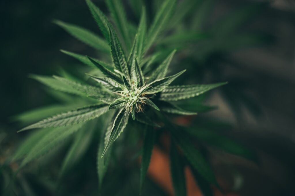 White-Walker-Kush - hybrid