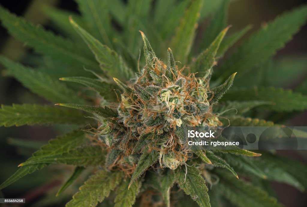 Close up detail of Cannabis cola (black russian marijuana strain) with visible hairs, trichomes and leaves on late flowering stage