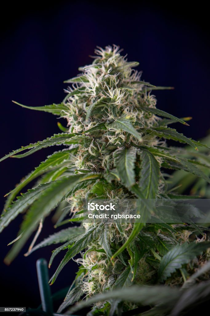 Detail of Cannabis cola (green crack marijuana strain) with visible hairs, trichomes and leaves on late flowering stage - isolated over black background