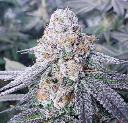 White-Urkle - hybrid