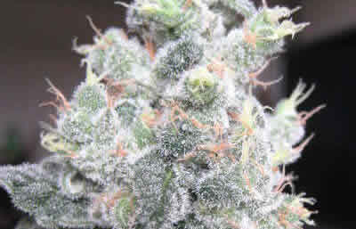 White-Rhino - indica