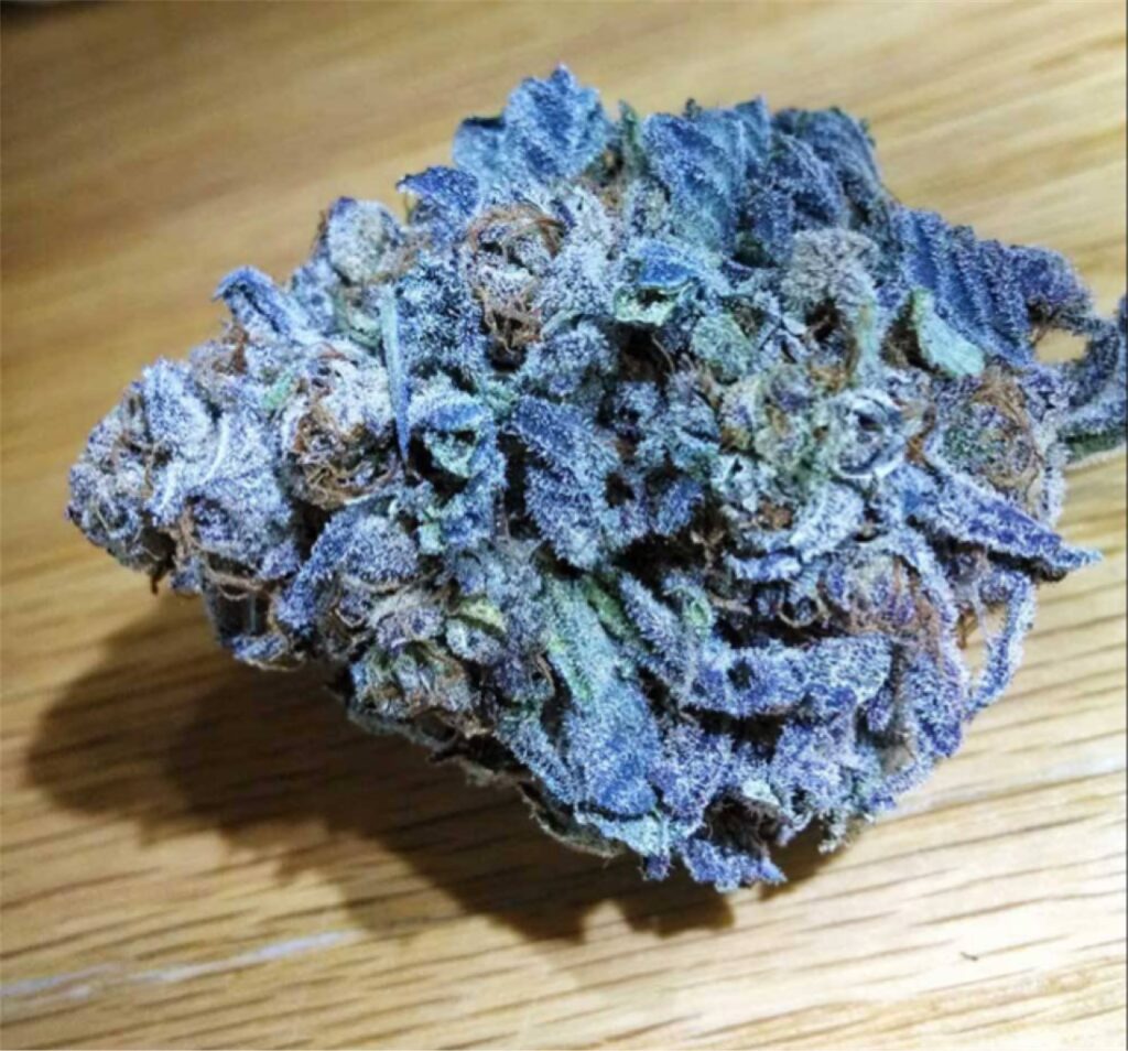 White-Sangria - hybrid