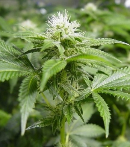 White-Widow - hybrid