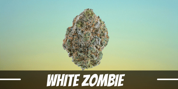 White-Zombie - hybrid