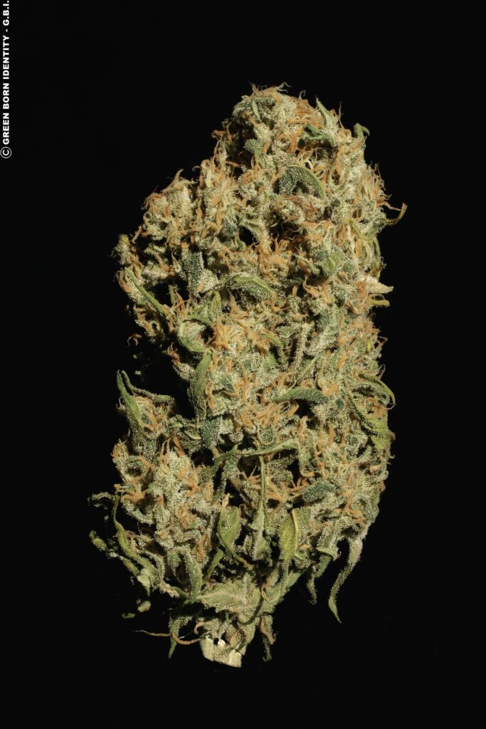 White-Russian - hybrid